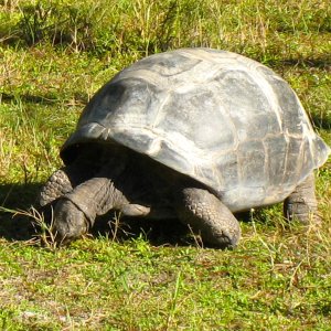 ALDABRA BREEDER