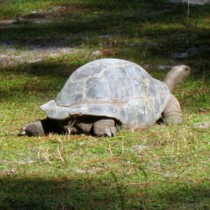 ALDABRA BREEDER