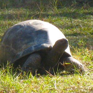 ALDABRA BREEDER