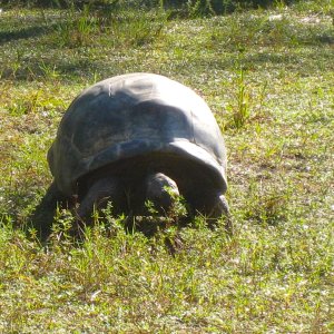 ALDABRA BREEDER