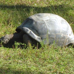 ALDABRA BREEDER