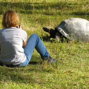 ALDABRA BREEDER