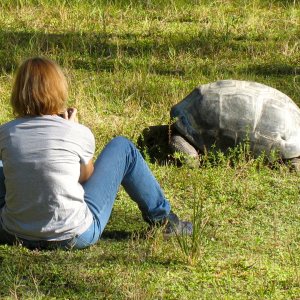 ALDABRA BREEDER