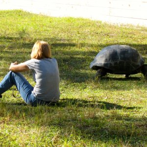 ALDABRA BREEDER