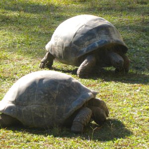 ALDABRA BREEDER
