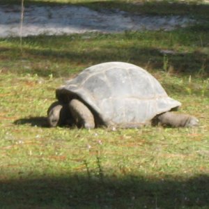 ALDABRA BREEDER