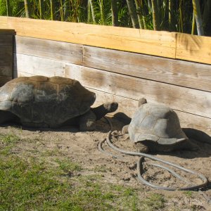 ALDABRA BREEDER