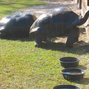 ALDABRA BREEDER