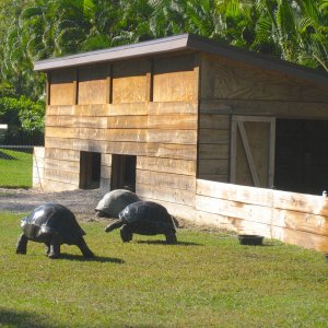 ALDABRA BREEDER