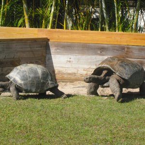 ALDABRA BREEDER