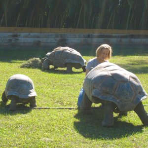 ALDABRA BREEDER