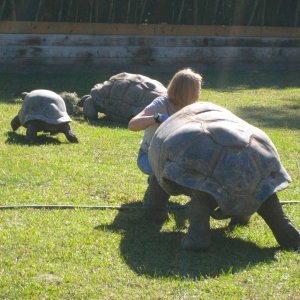 ALDABRA BREEDER