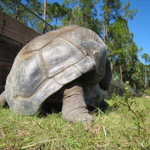 ALDABRA BREEDER