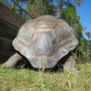 ALDABRA BREEDER