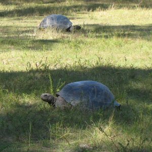 ALDABRA BREEDER
