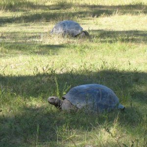 ALDABRA BREEDER