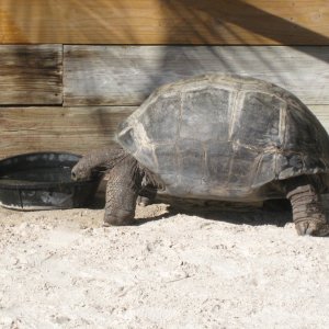 ALDABRA BREEDER