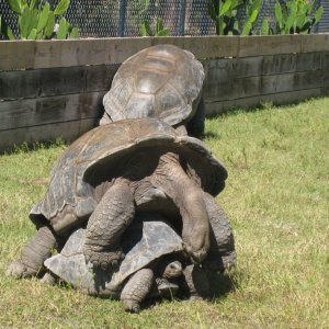 ALDABRA BREEDER