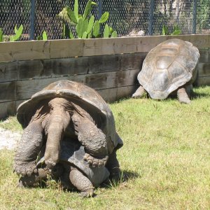 ALDABRA BREEDER