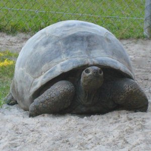 ALDABRA BREEDER