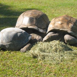 ALDABRA BREEDER