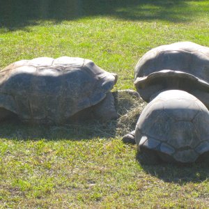 ALDABRA BREEDER