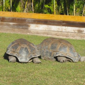 ALDABRA BREEDER
