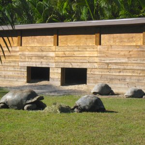 ALDABRA BREEDER