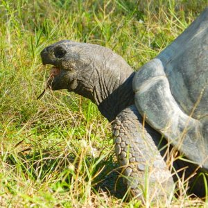 ALDABRA BREEDER