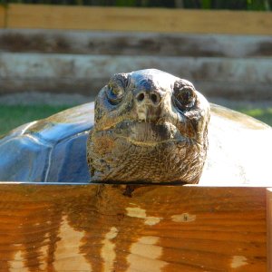 ALDABRA BREEDER