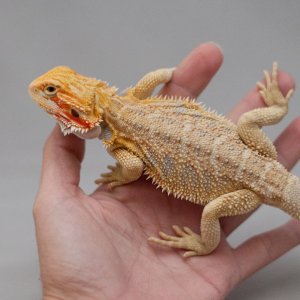 Hypo_Citrus_Male1_web