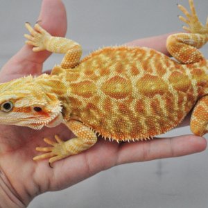 Leather_het_hypo_female_web