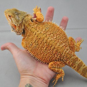 Spike_web