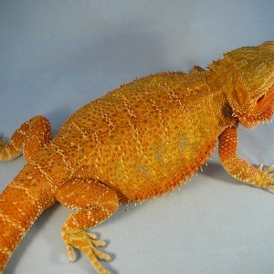 dheyy-800x600