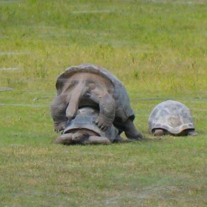 ALDABRA BREEDER
