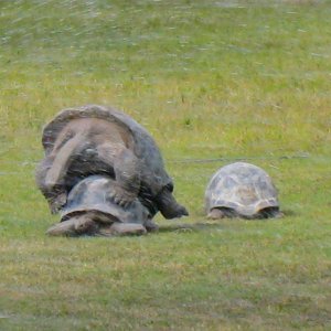 ALDABRA BREEDER