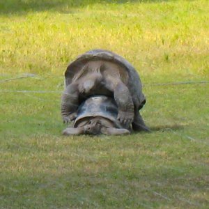 ALDABRA BREEDER