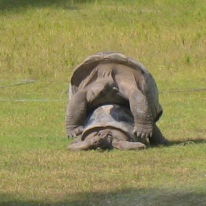 ALDABRA BREEDER