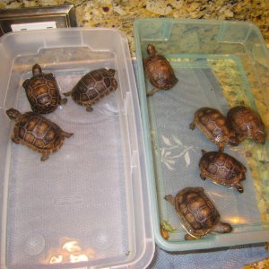 ALDABRA BREEDER