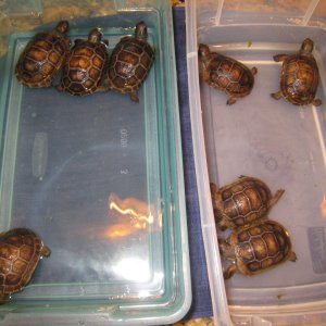 ALDABRA BREEDER
