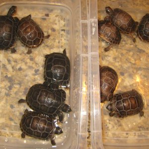 ALDABRA BREEDER