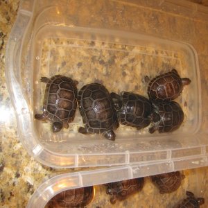 ALDABRA BREEDER