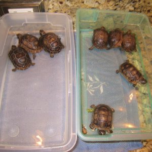 ALDABRA BREEDER