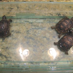 ALDABRA BREEDER