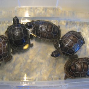 ALDABRA BREEDER