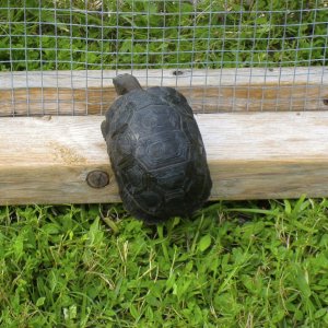 ALDABRA BREEDER