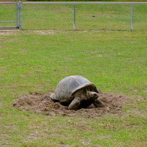ALDABRA BREEDER