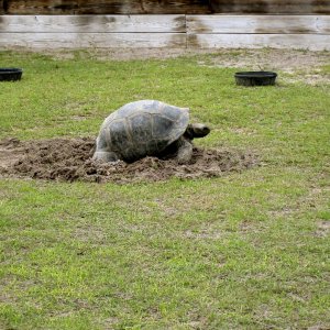 ALDABRA BREEDER