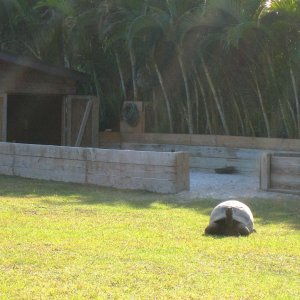 ALDABRA BREEDER