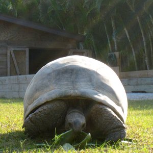 ALDABRA BREEDER